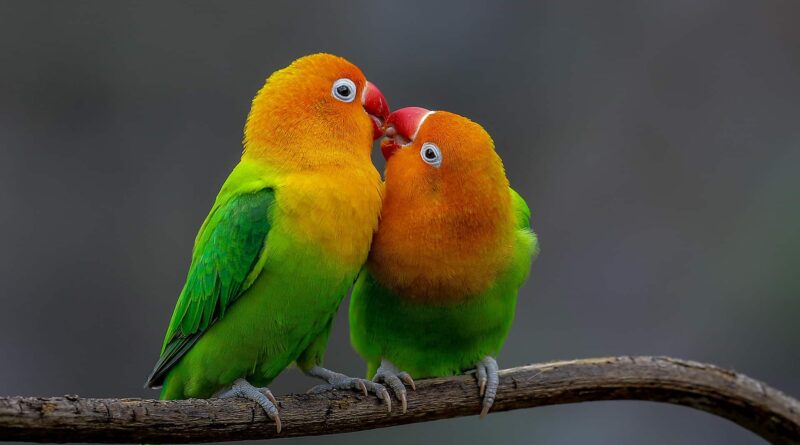 pappagalli-inseparabili